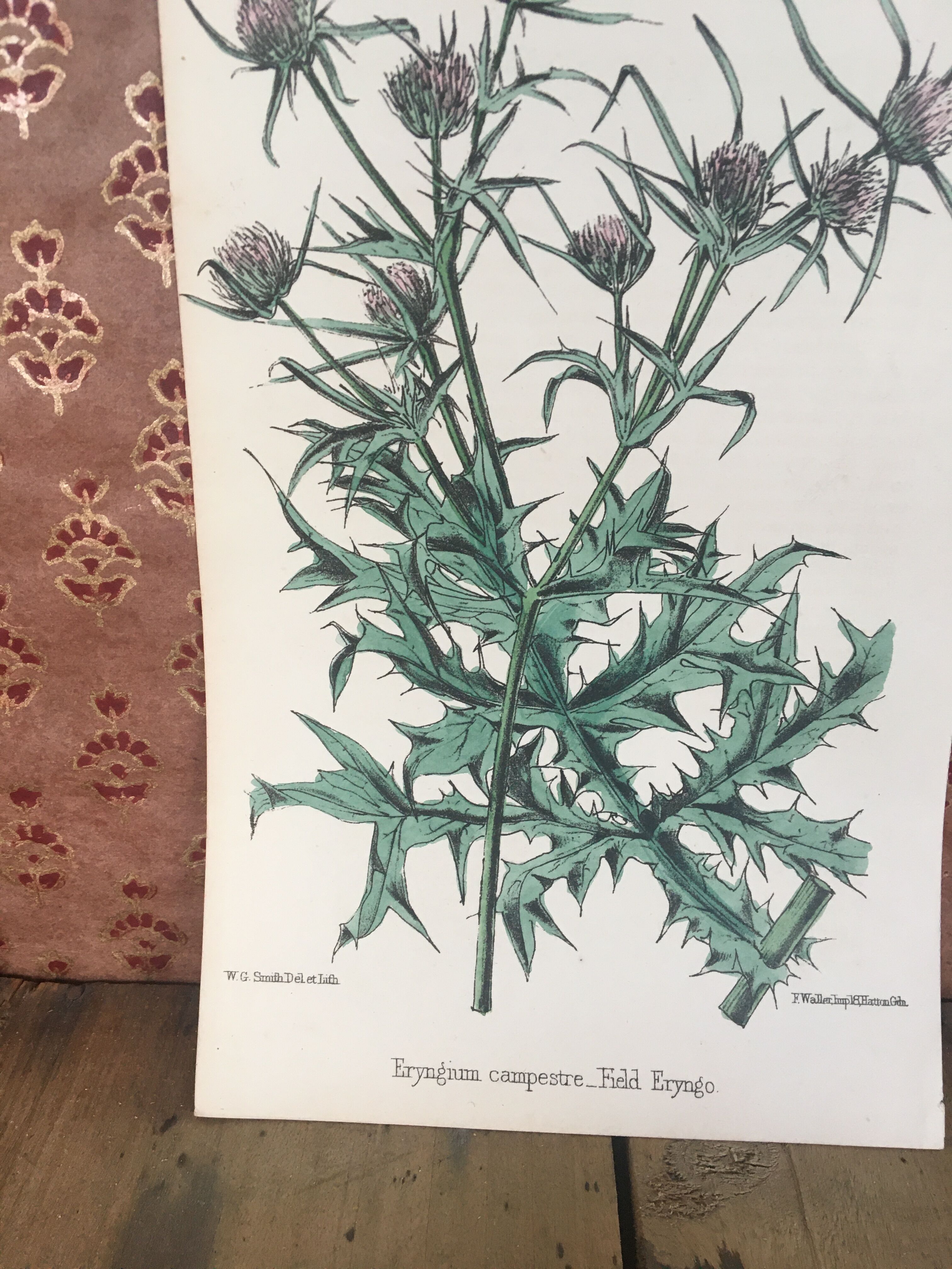 Botanical board, Ed London 1878