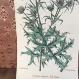 Botanical board, Ed London 1878