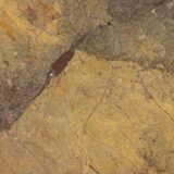 Rectangular coffee table in Sarrancolin marble. Contemporary work