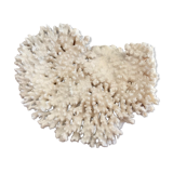 Ancient white coral branch