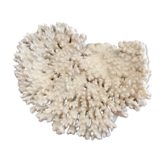 Ancient white coral branch