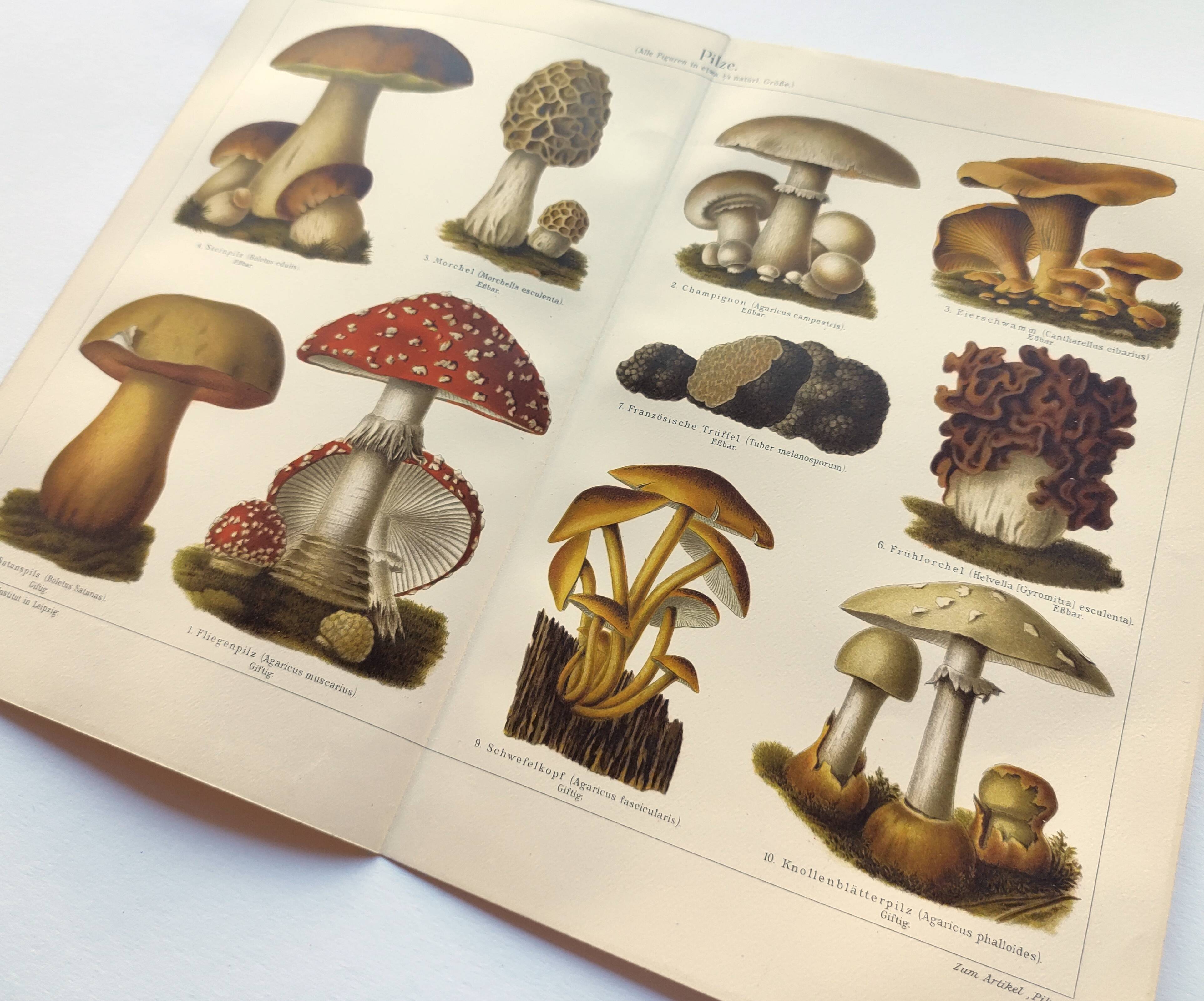 Botanical plate from 1909 - Mushrooms - Old German engraving