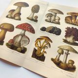 Botanical plate from 1909 - Mushrooms - Old German engraving