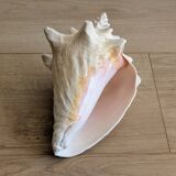 Conch Seashell - Lobatus gigas - 21 cm
