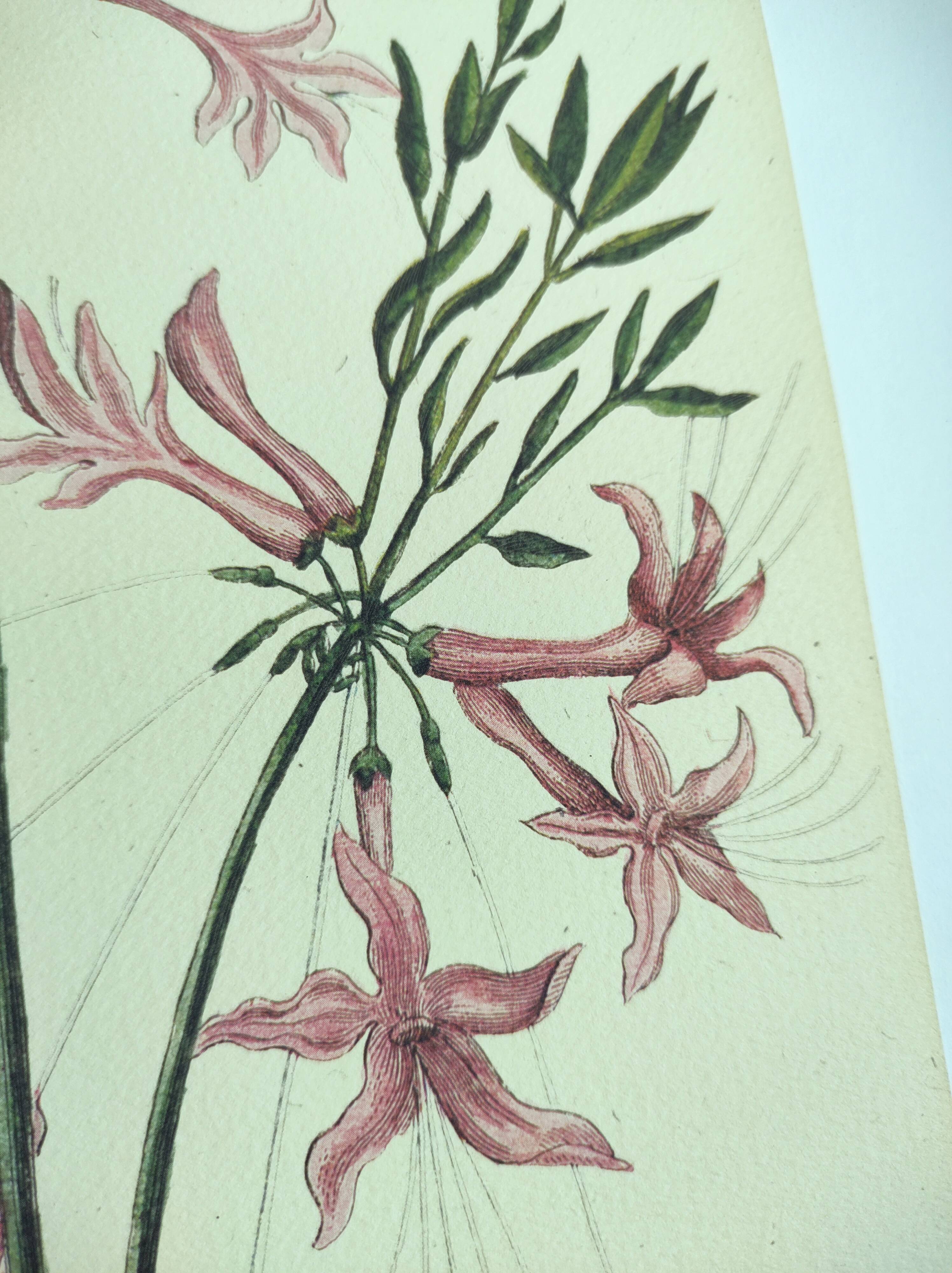 Vintage bird board - Crested titmouse - Old ornithology engraving by Seligmann & Catesby. 1973.