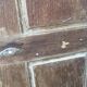 Old oak door from Burgundy