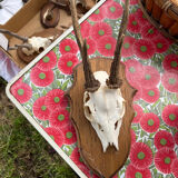 Hunting trophies
