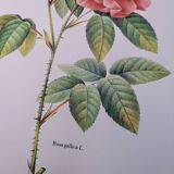 Botanical plate Rose of Provins