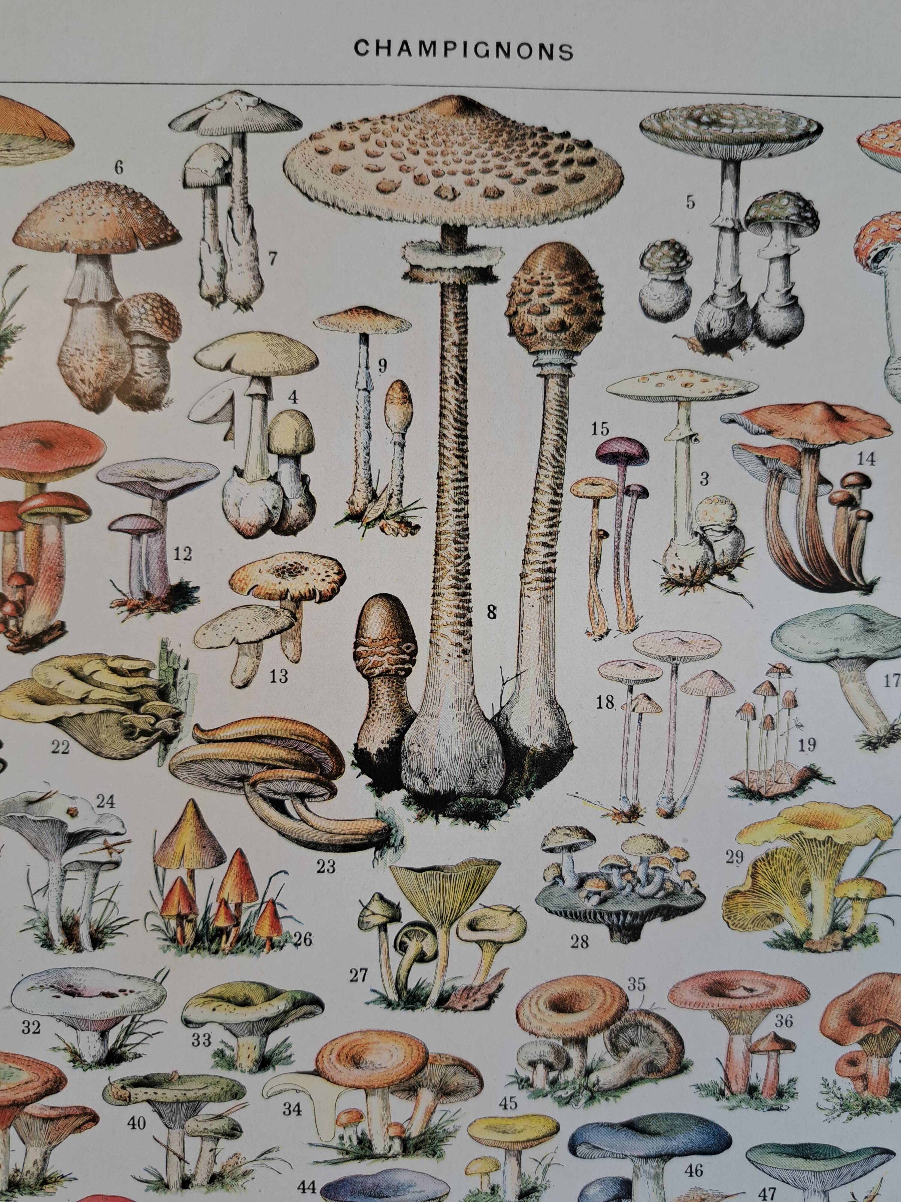 Ancienne planche botanique champignons, 1930