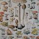 Ancienne planche botanique champignons, 1930