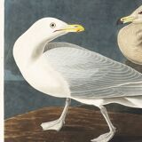 Poster about the Great Gull, based on an old engraving from 1827.