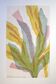 Herbarium no. 6
