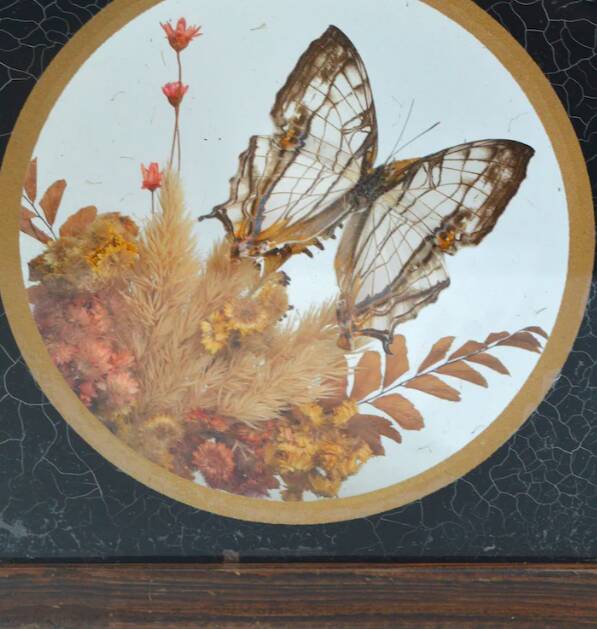 Cadre vitrine papillon