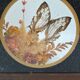 Cadre vitrine papillon
