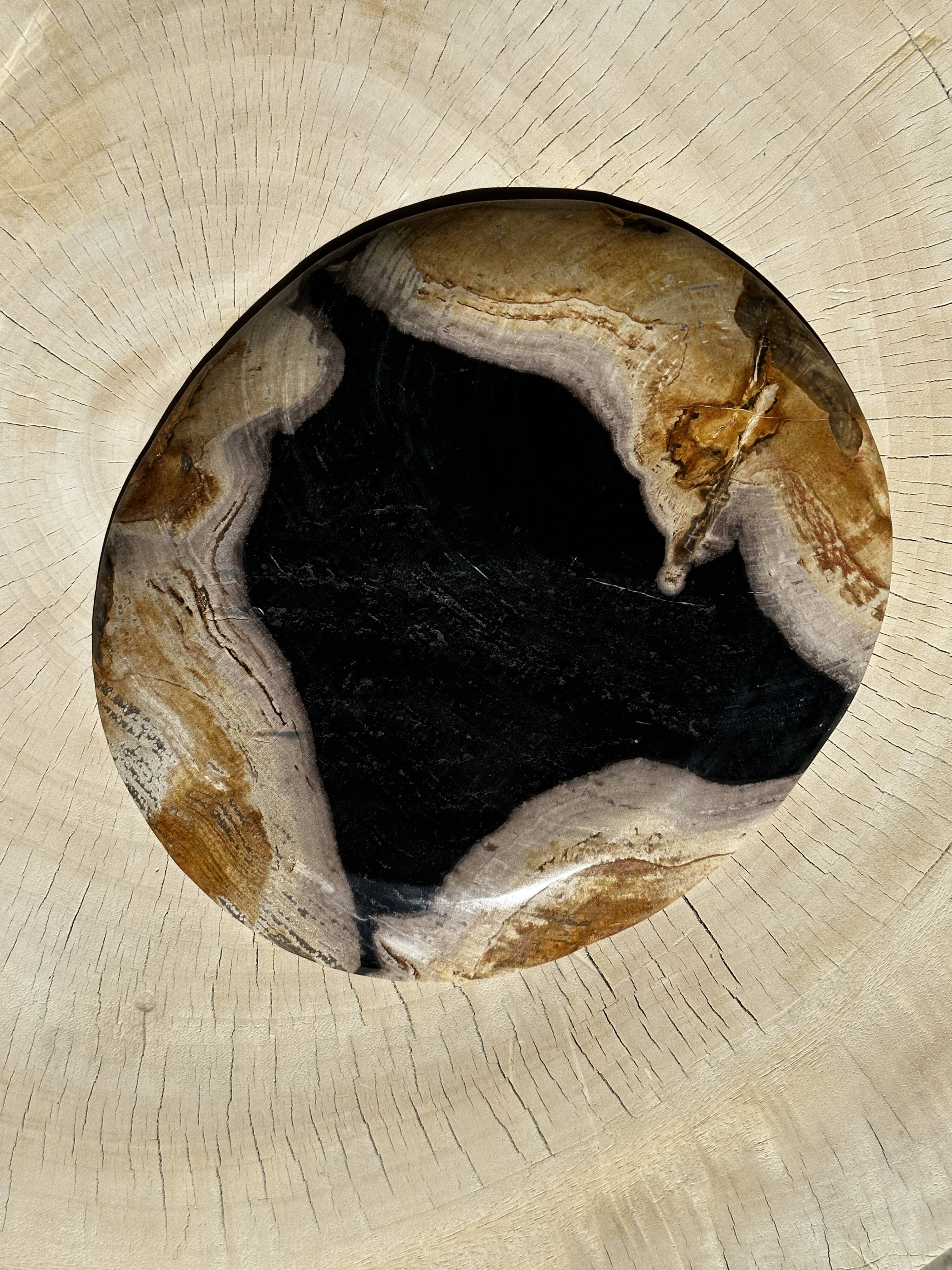 Empty pocket or dish in medium petrified wood