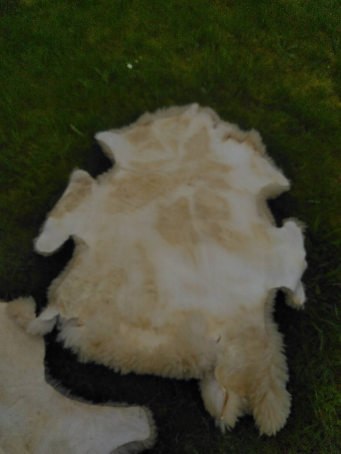 Two vintage sheepskins.