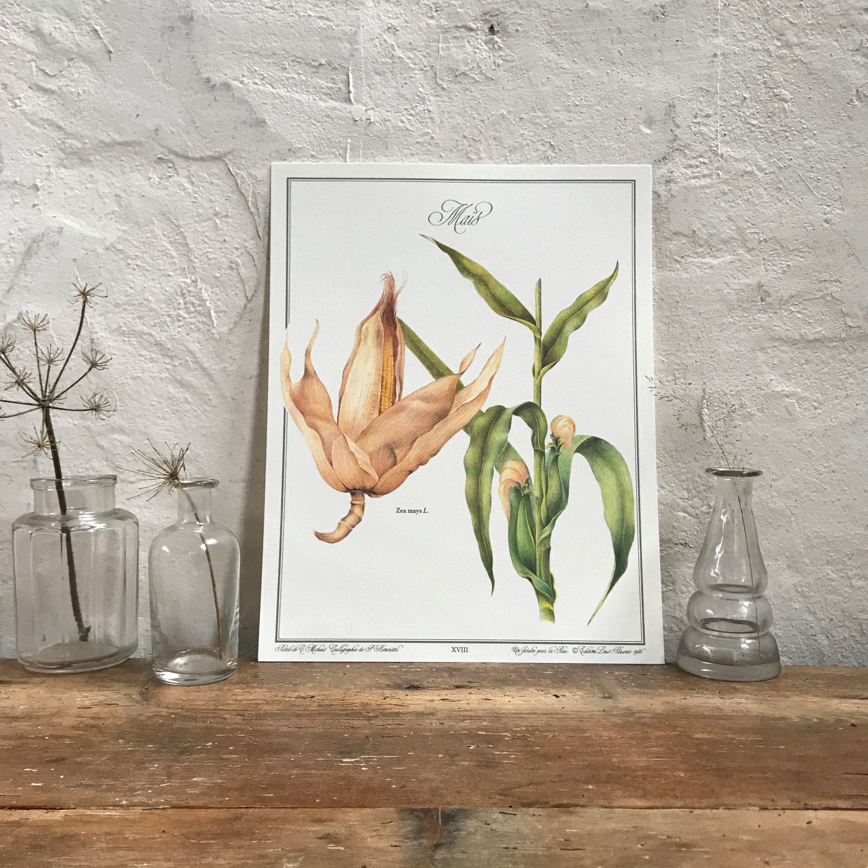 Botanical illustration corn