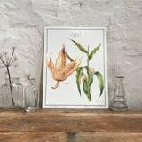 Botanical illustration corn