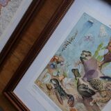 Lithographies originales sur les papillons