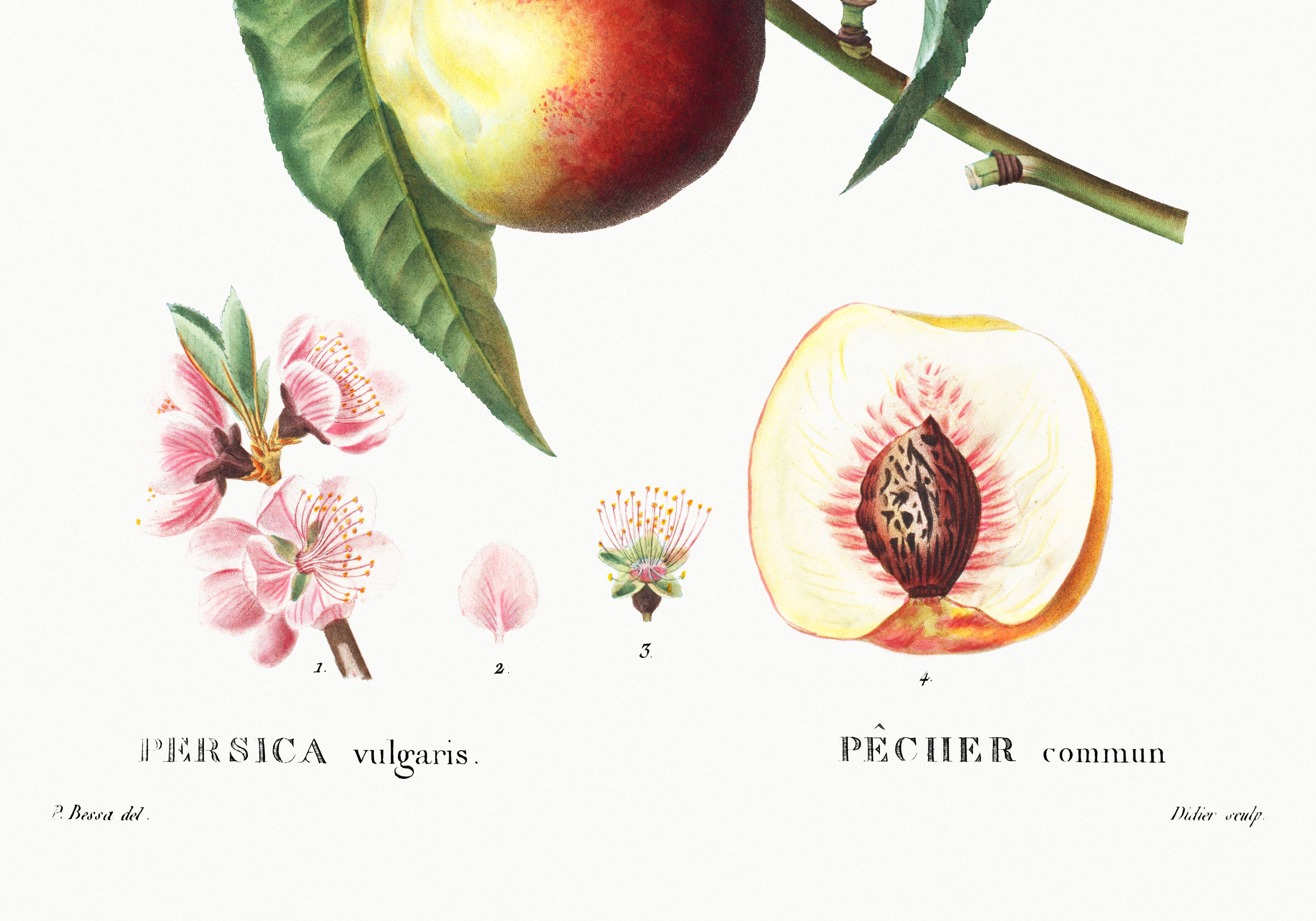 Botanical poster about the peach tree, after an engraving from 1802