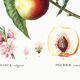 Botanical poster about the peach tree, after an engraving from 1802