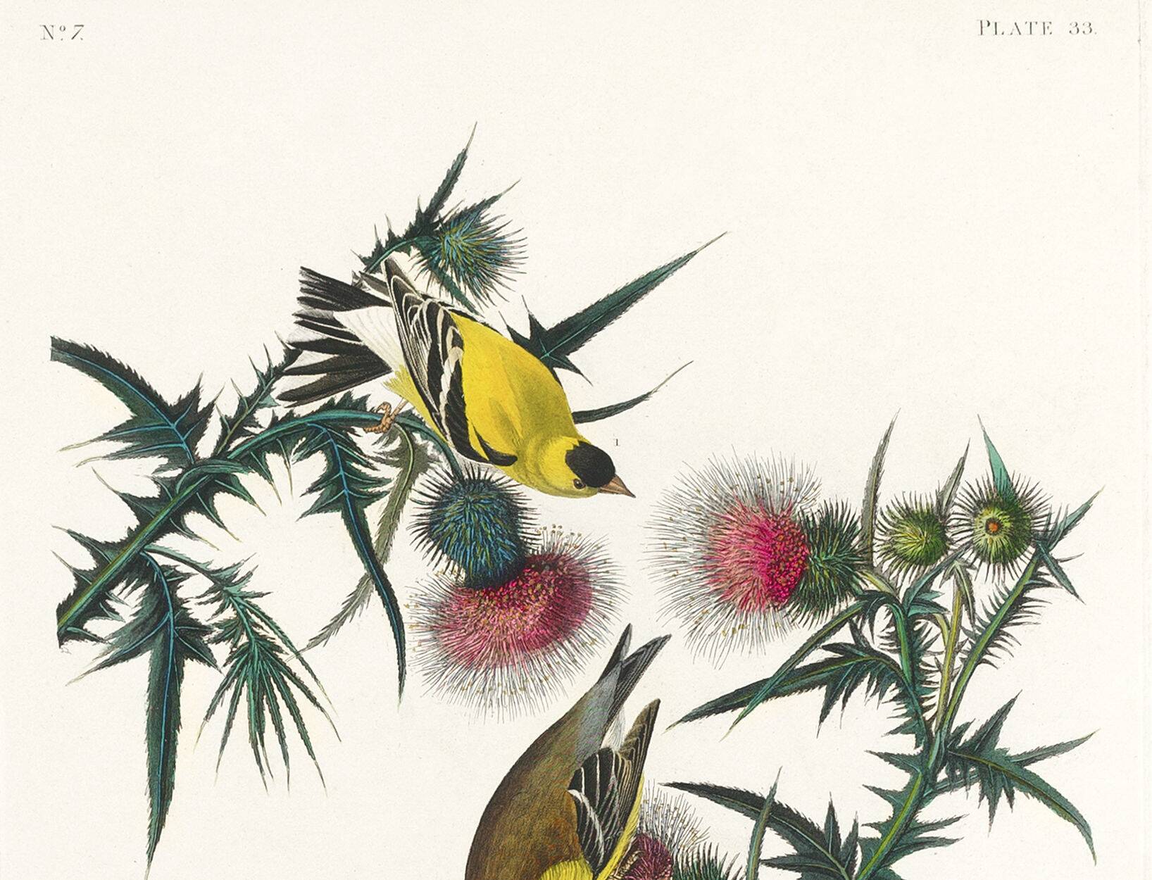 Poster about the Yellow Goldfinch, based on an old engraving from 1827.