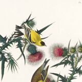 Poster about the Yellow Goldfinch, based on an old engraving from 1827.