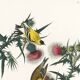 Poster about the Yellow Goldfinch, based on an old engraving from 1827.