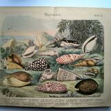 Old engraving from 1886. Shells and molluscs (2) Sea, beach and ocean.