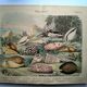 Gravure ancienne de 1886. Coquillages et mollusques (2) Mer, plage et océan
