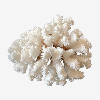 Natural white coral foot