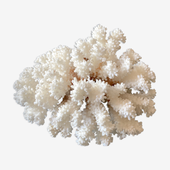 Pied de corail blanc naturel