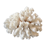 Natural white coral foot
