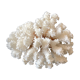 Pied de corail blanc naturel