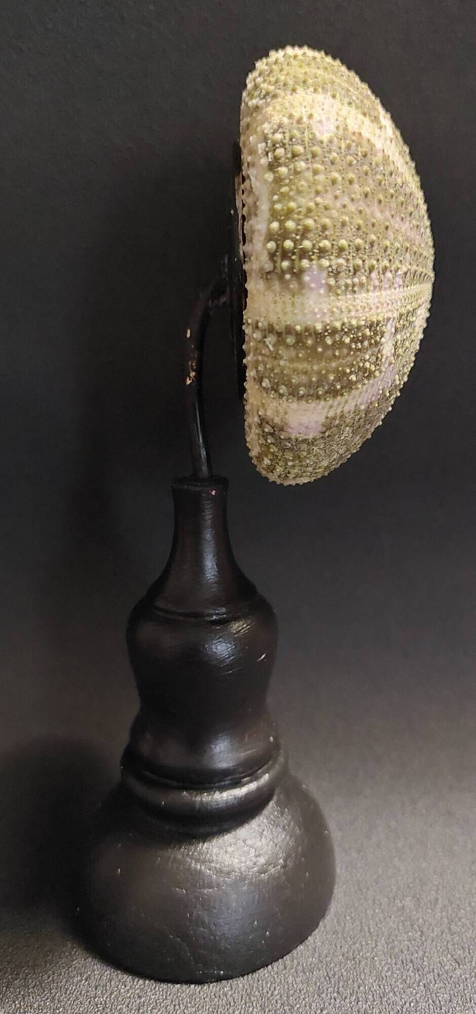Cabinet of Curiosities sea urchin flower toxopneustes pileolus on a base