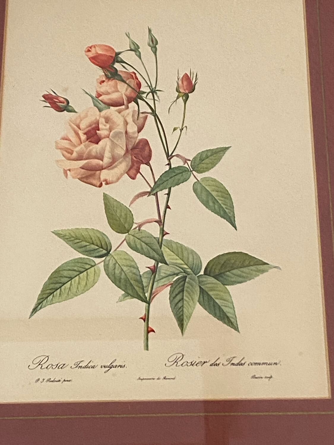 Botanical poster, P-J Redouté, brass frame