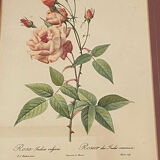 Botanical poster, P-J Redouté, brass frame