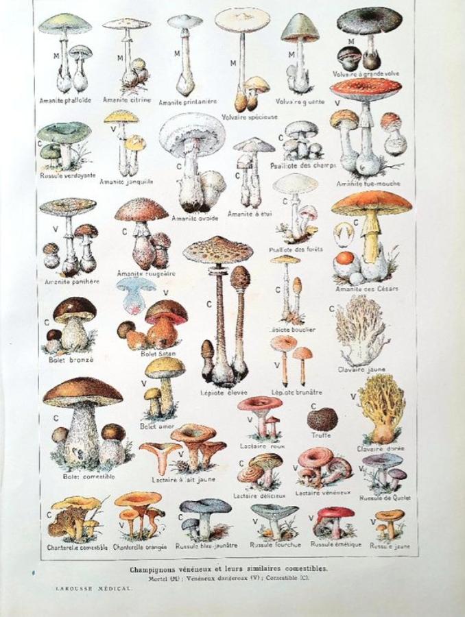 Plate on mushrooms 20s