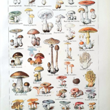 Plate on mushrooms 20s