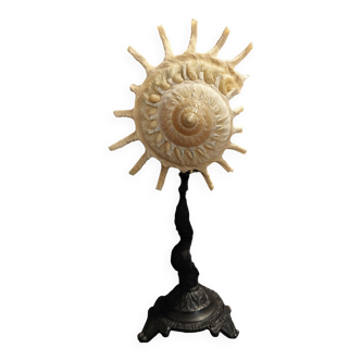 Cabinet of Curiosities shell stellaria solaris on base