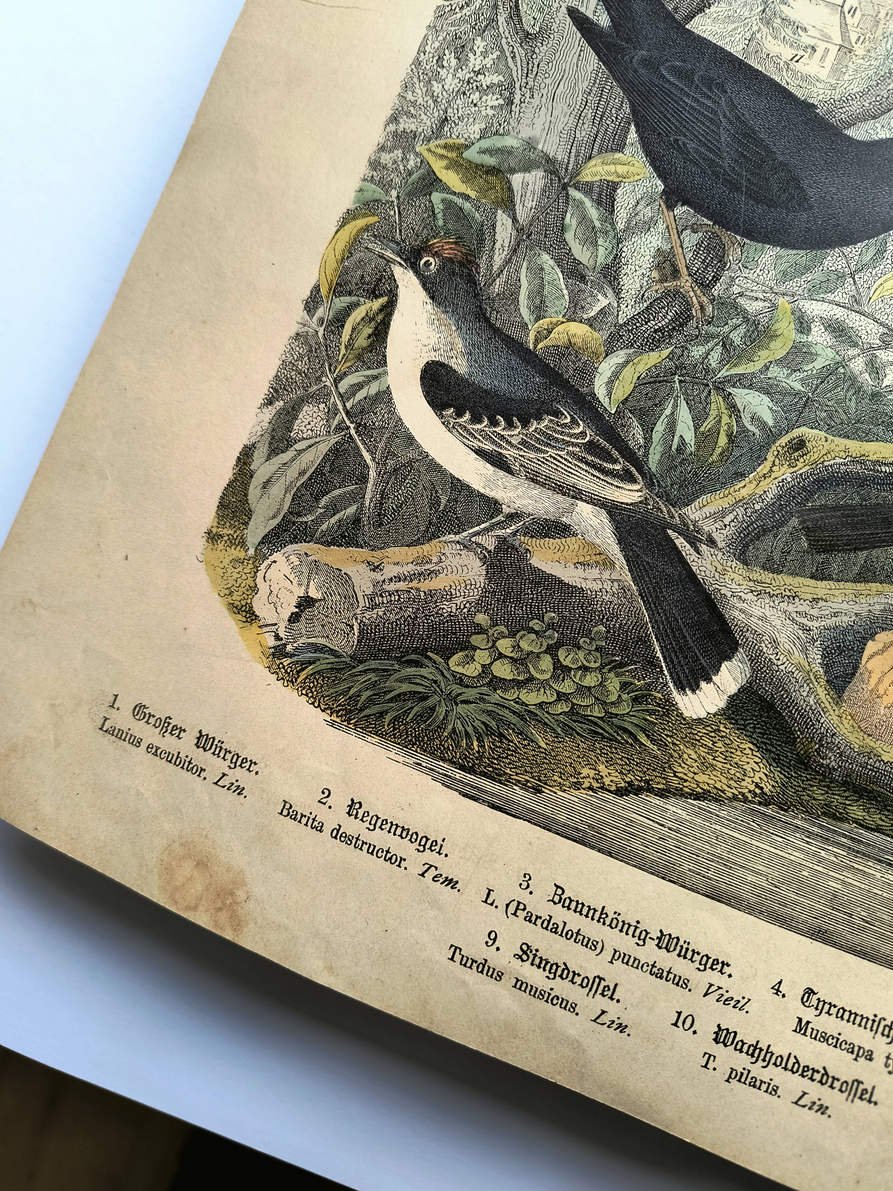 Large antique engraving, 1886 - Thrushes and European birds. Lithograph.