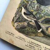 Large antique engraving, 1886 - Thrushes and European birds. Lithograph.