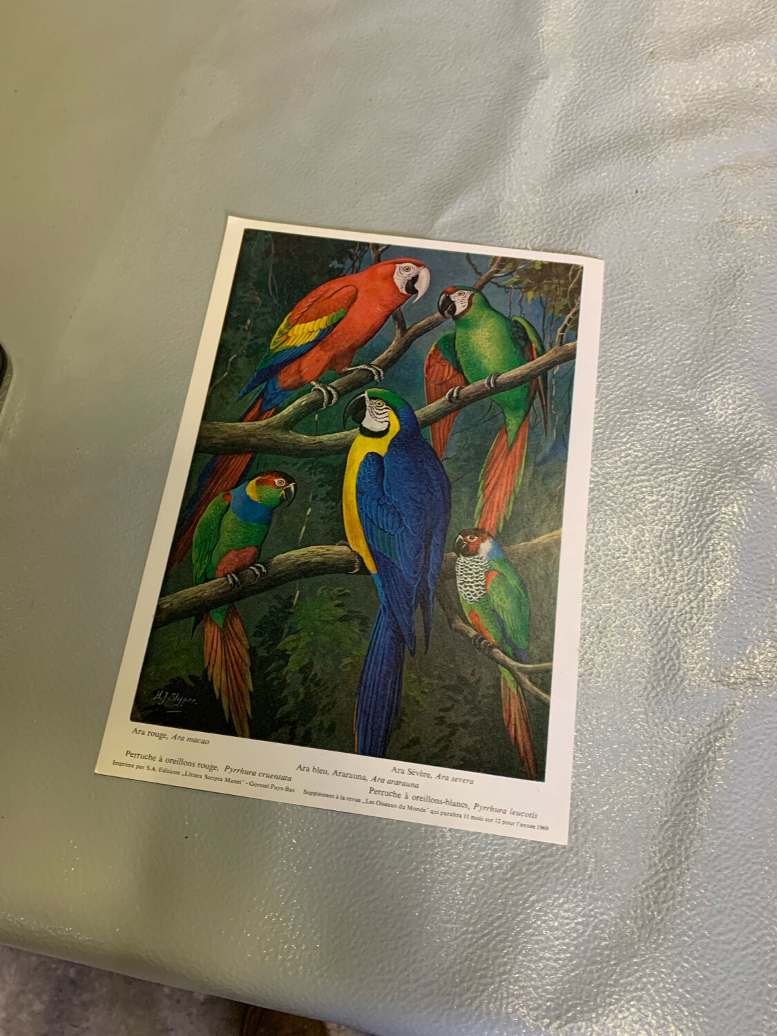 Affichette "Les Oiseaux du Monde" - 1969