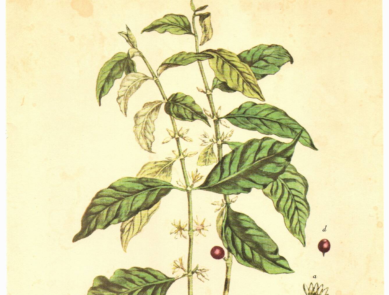 Vintage botanical illustration. Arabica coffee plant. Scientific plate. Coffee.