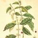 Vintage botanical illustration. Arabica coffee plant. Scientific plate. Coffee.