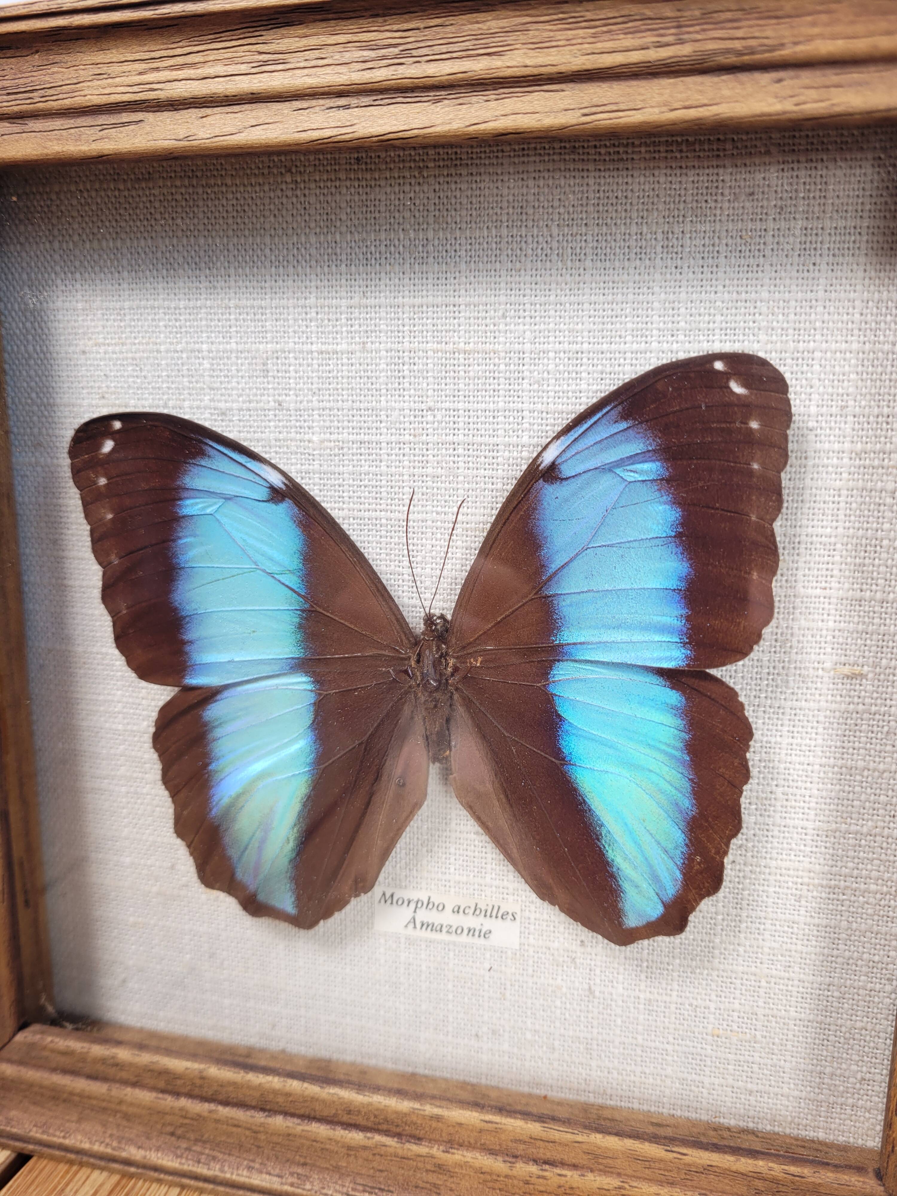 Amazon butterfly frame
