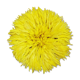 Juju hat jaune 50cm
