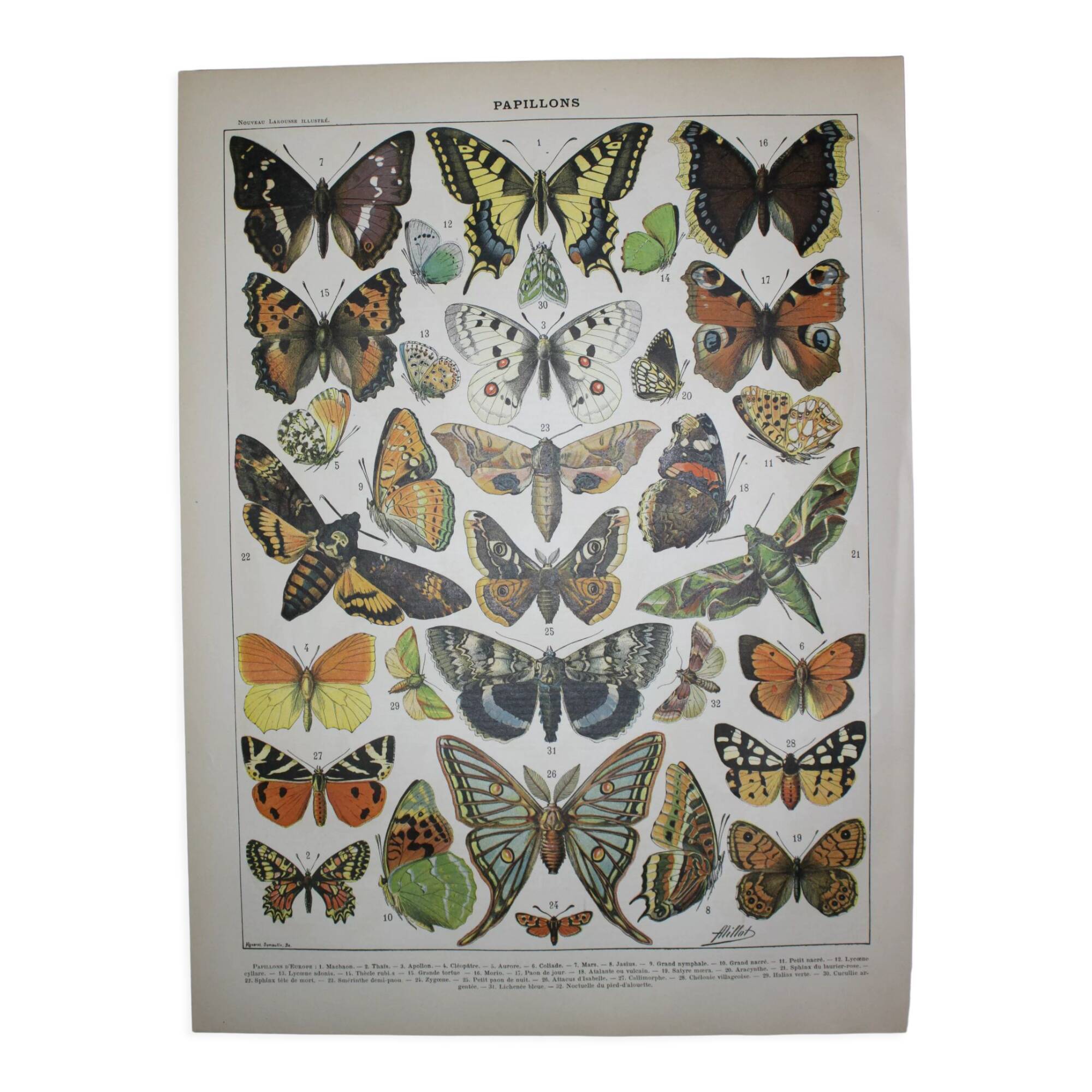 Lithograph • European butterflies, insects • Original lithograph from 1898