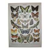 Lithograph of European butterflies, original lithograph from 1898.