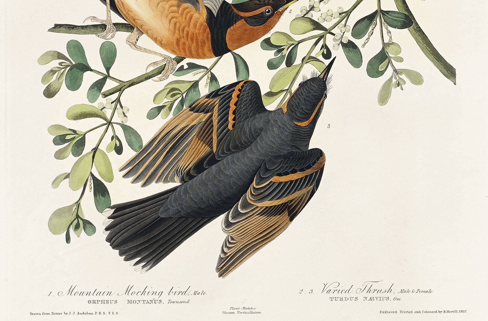 Poster about the Variegated Blackbird, after an old engraving from 1827.